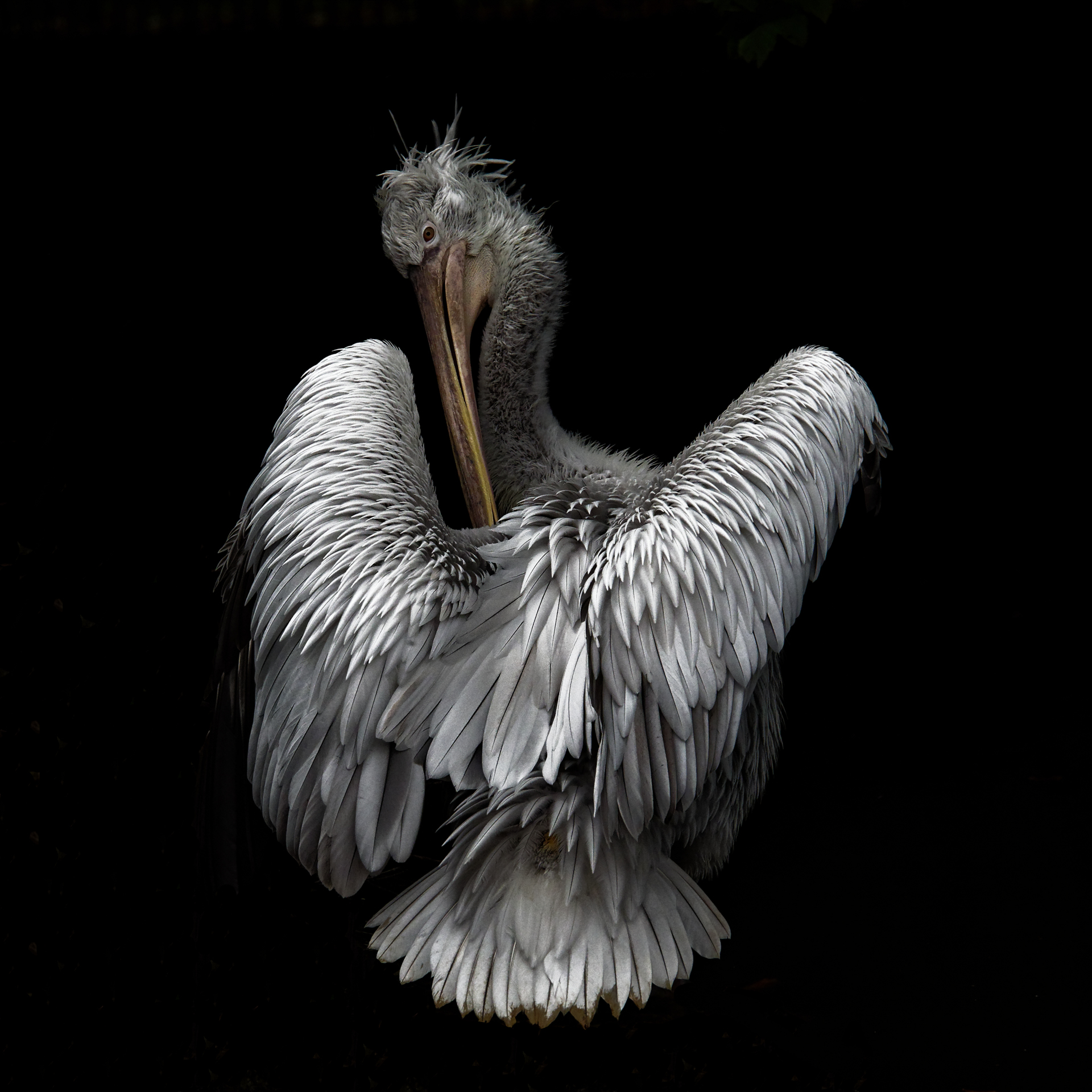 Pelican - Alain CORNUT-GENTILLE