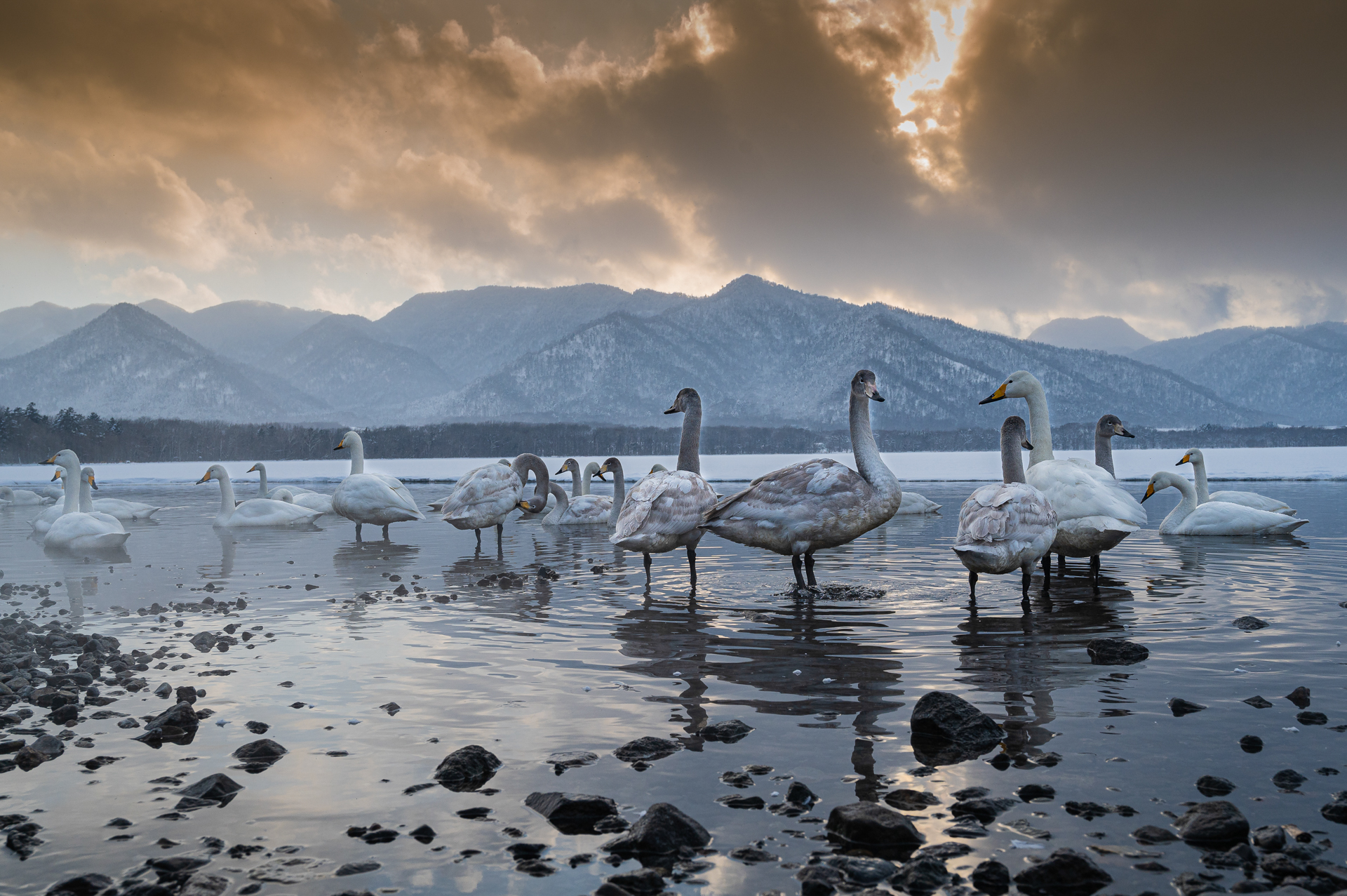 Cygnes chanteurs - Jacques MONTANARI