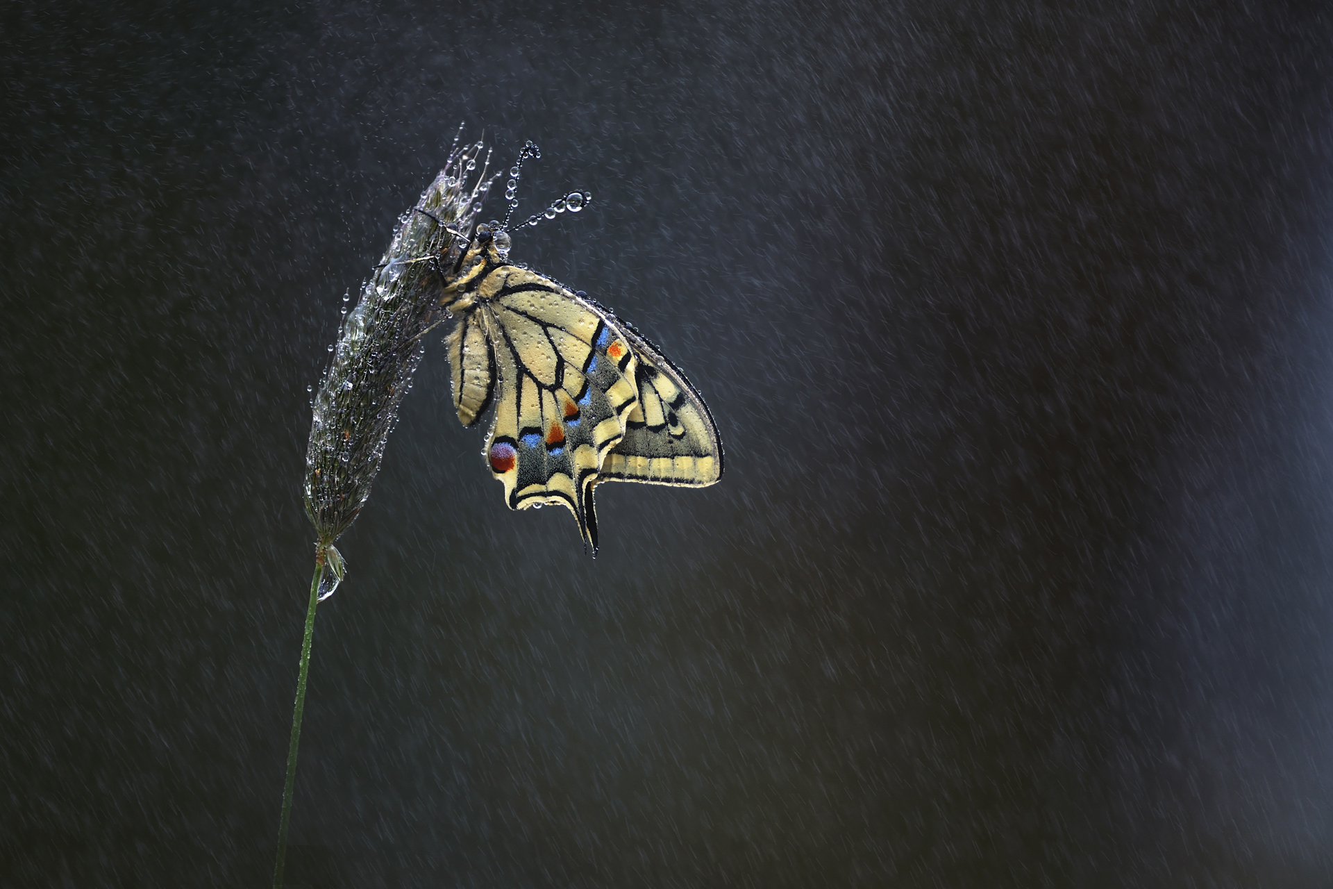 Sous la pluie - Christophe PRUDHOMME