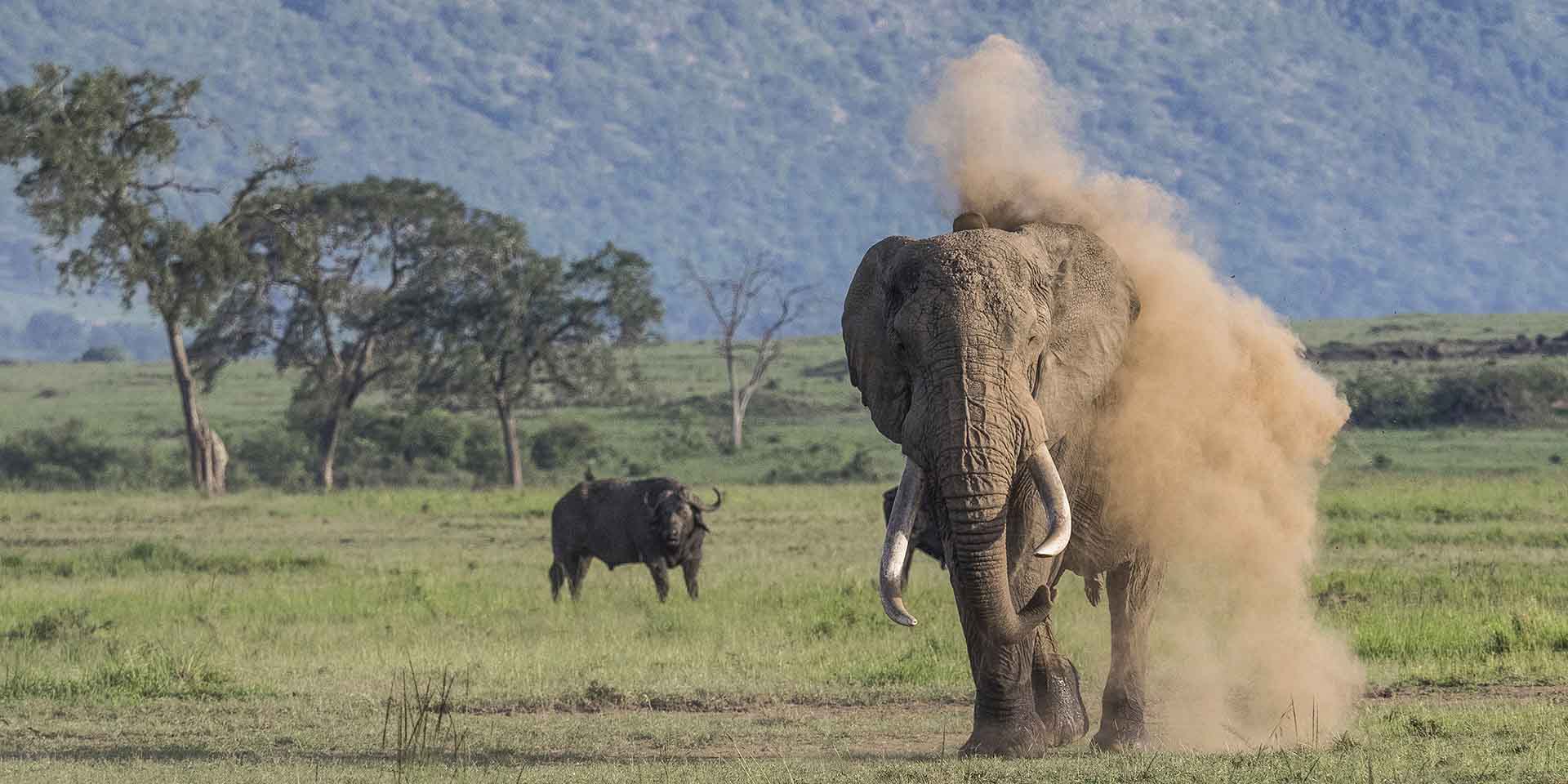 Poussière d’éléphant - Laure Lainé-Roquet