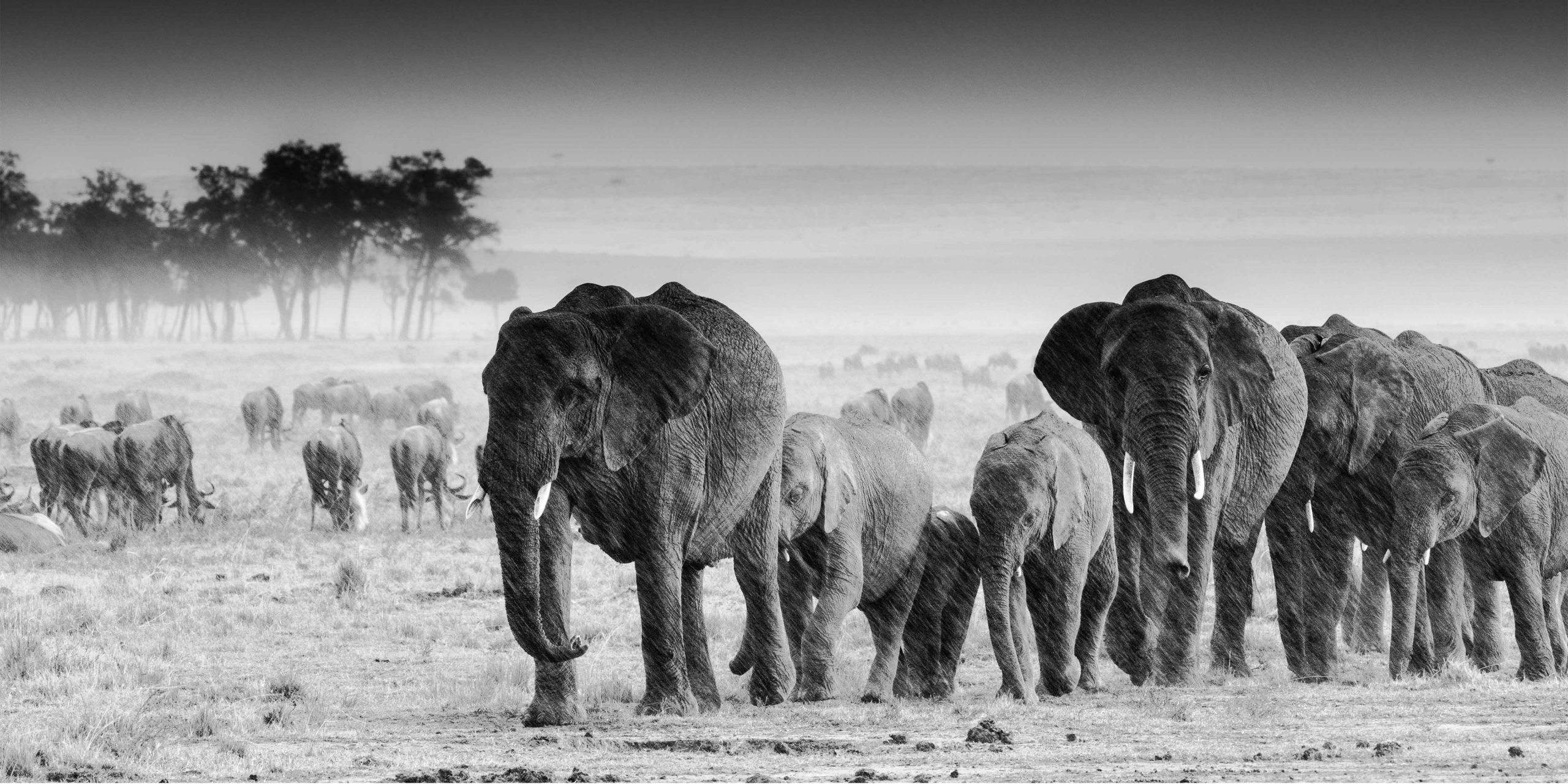 Eléphants sous la pluie - Laurent Lallemand