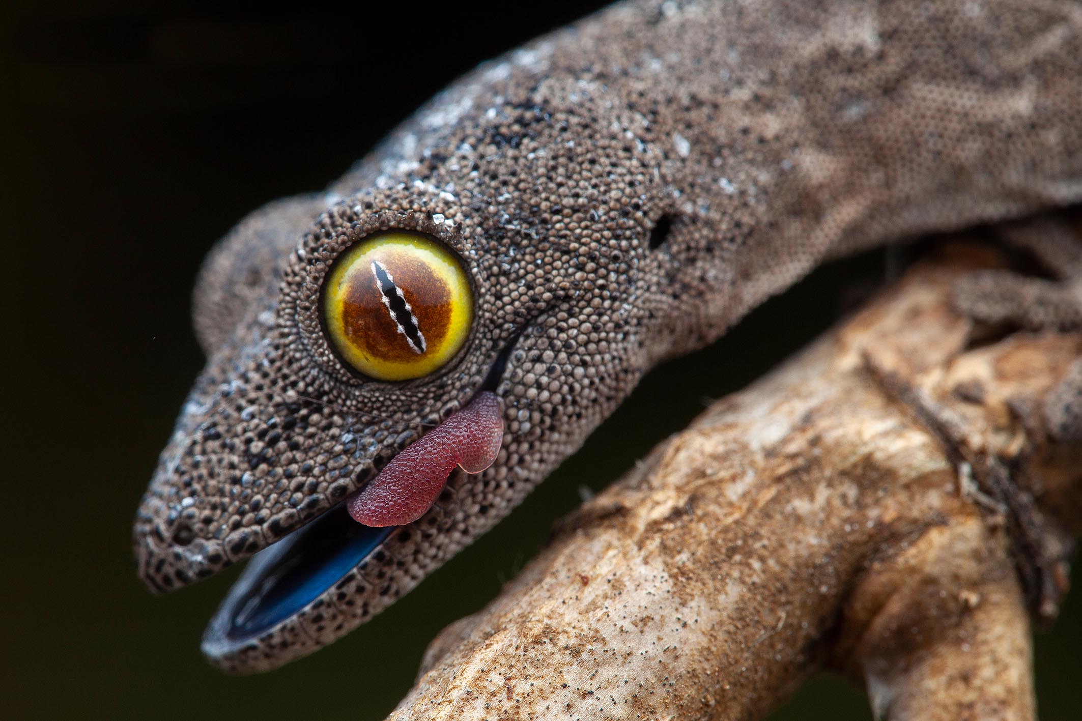 Gecko Frank Deschandol Invité d'honneur