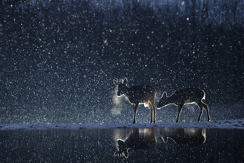 Sous la neige