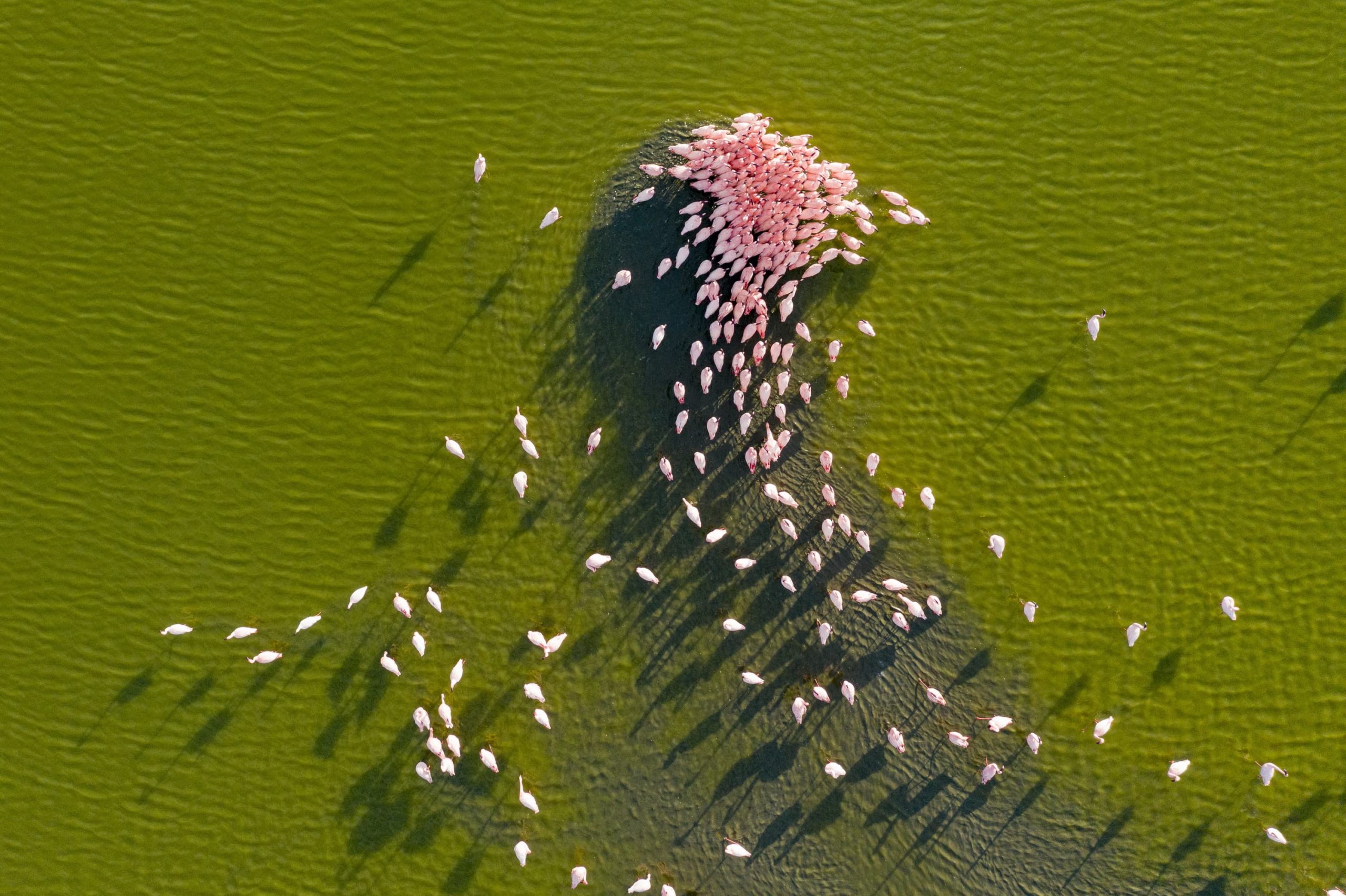 PINK KENYA de Michel et Christine Denis-Huot