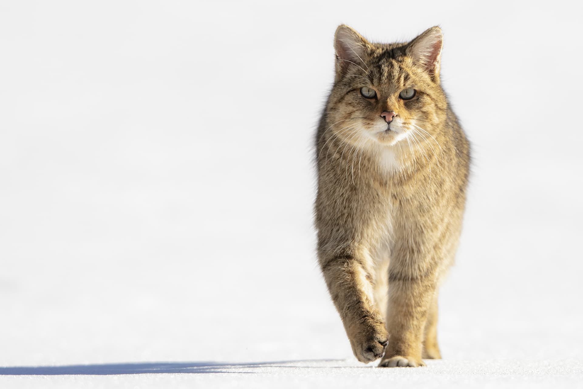 SELECTION NATURE 2022 de l'Association Sportive des Chasseurs Photographes Français