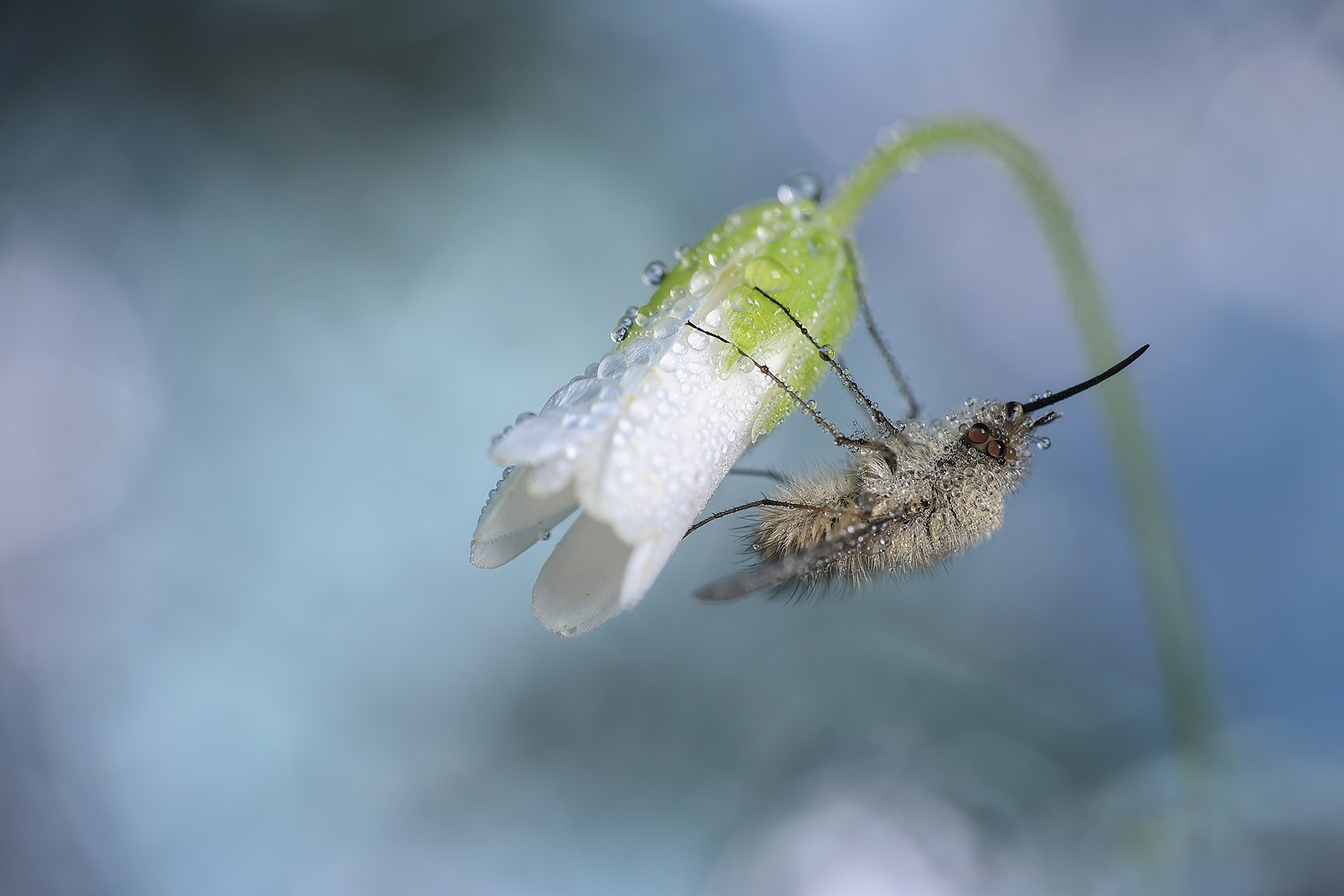 Gaël Bastard Insectes