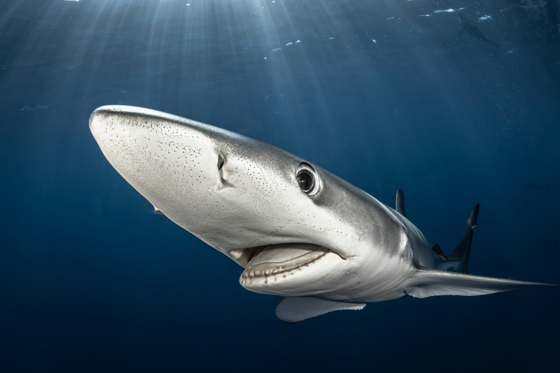 Requin peau bleue - Blue shark - Prionace glauca