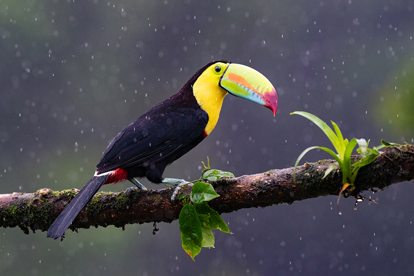 Toucan sur une branche