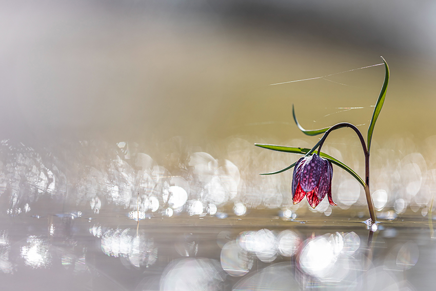 Une fleur rouge sort de l'eau