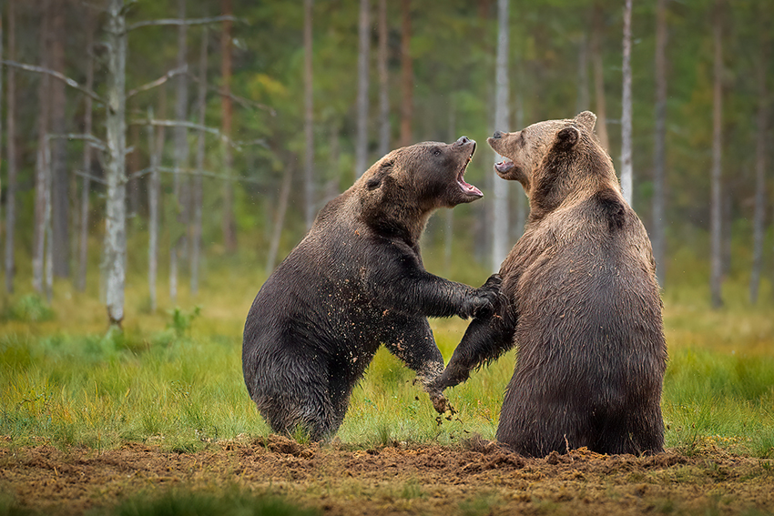 Deux ours se disputent