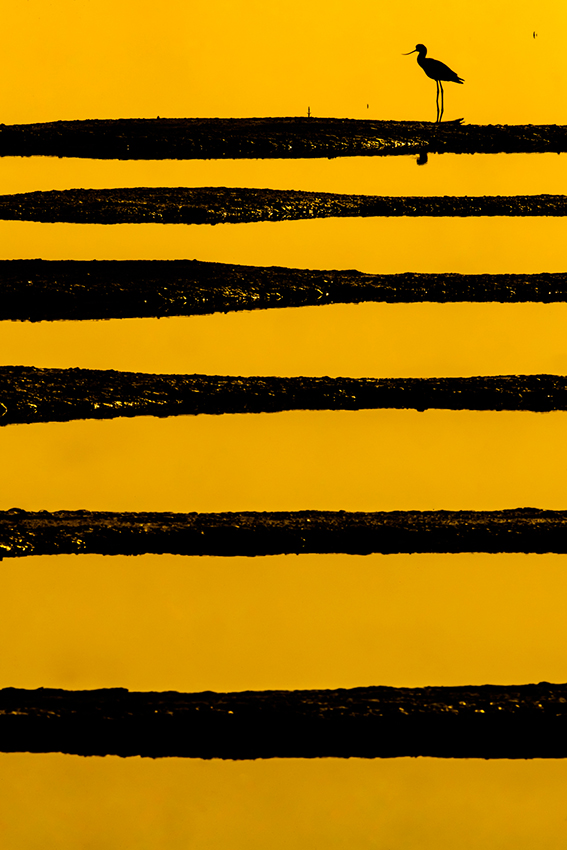Un oiseau aux longues pattes en ombres chinoise sur des lignes noires et jaunes