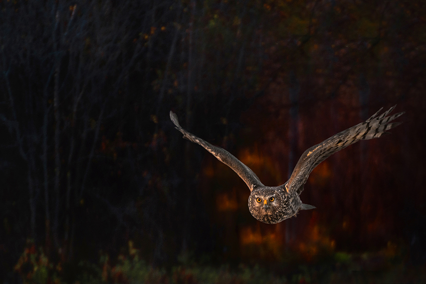 Un rapace volant