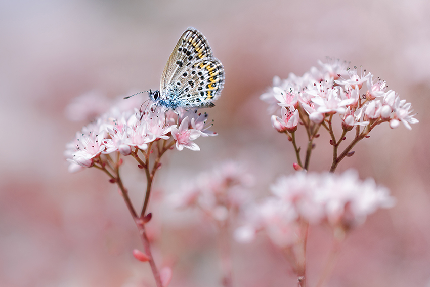 Un papillon bleu et jaune sur des fleurs roses