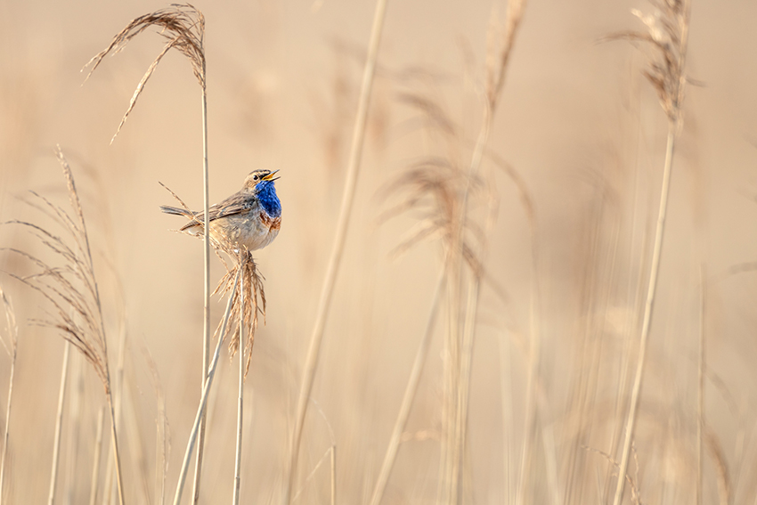 Oiseau à la gorge bleue sur un roseau