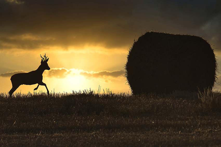 Un cerf à contre-jour avec coucher de soleil