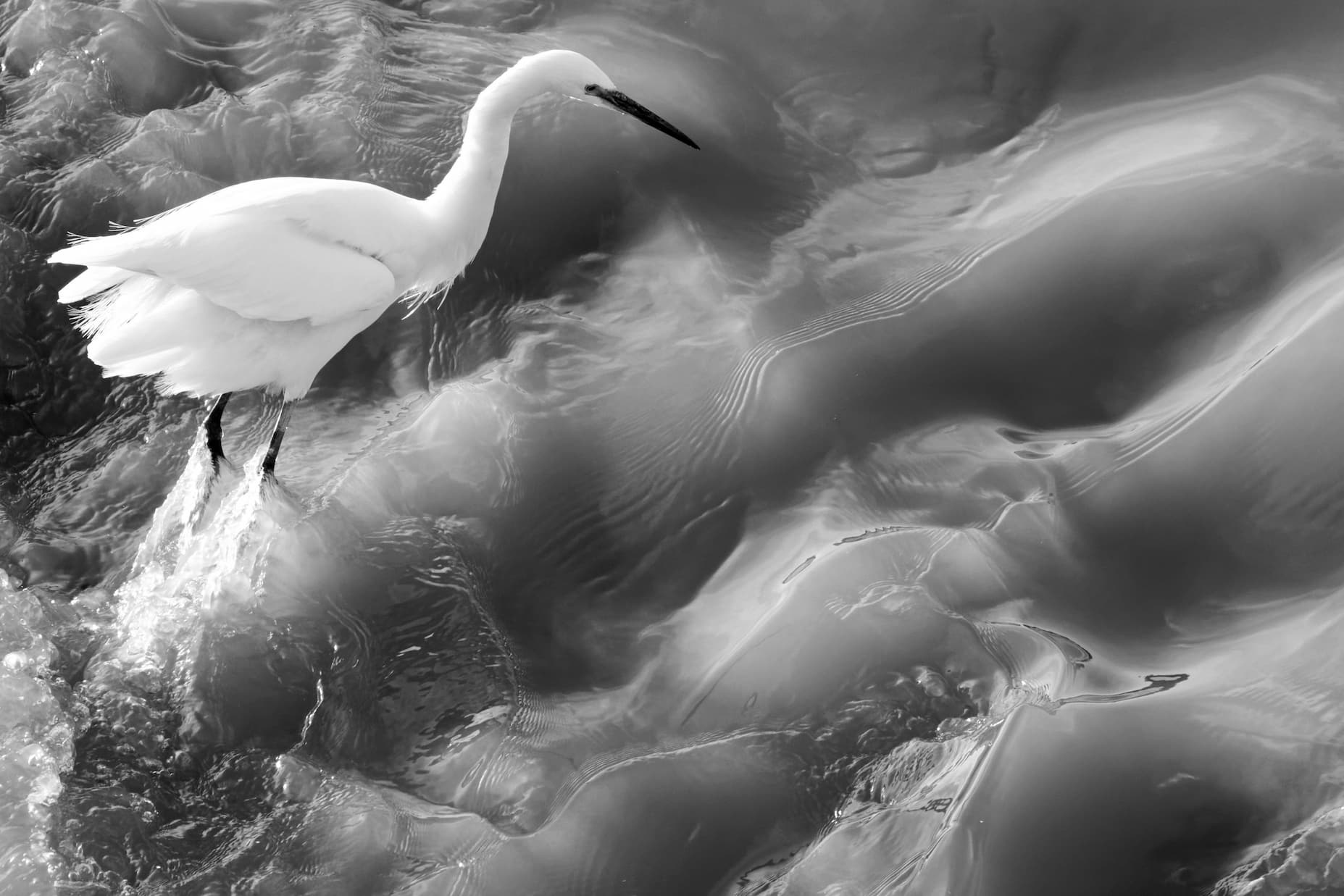 Aigrette garzette à l'affût - Stéphane Avenel