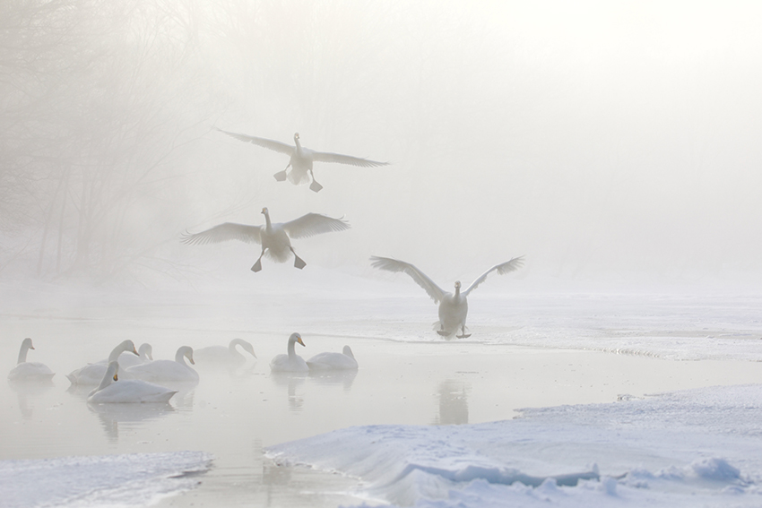 Safe Landing - Kristen Van Acker