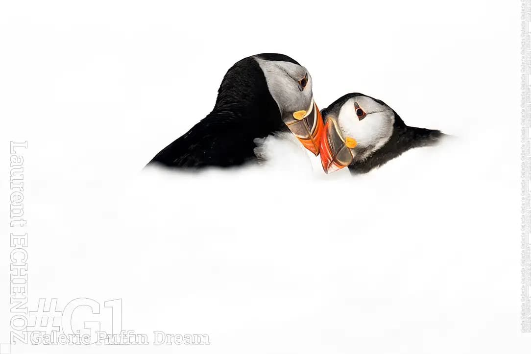 Puffin dream