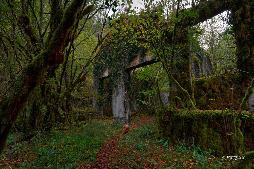 le règne du végétal